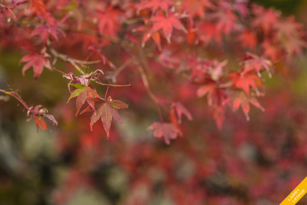 japan autumn